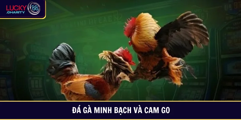 Đá gà Lucky88 cực hay và chất lượng tốt nhất